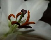 Prachtlilie-besonders schön an einer Böschung oder Vertikalbegrünung