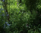 Hochstauden und Fingerhut im Naturgarten