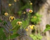Neue Elfenblumensorten haben hohe Blütenstängel mit tollen Einzelblüten