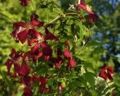 Clematis viticella Sorten sind sehr lohnende Gartenpflanzen