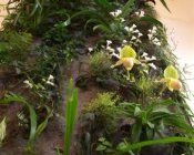 einige Orchideen gedeihen perfekt in Living Walls