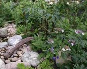 Aconitum henryi `Sparks′ windet sich durch eine Hortensie