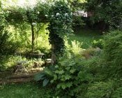 Pergola aus Robinienpfählen mit Ramblerrose `Kiftsgate´ und Blattschmuckpflanzen