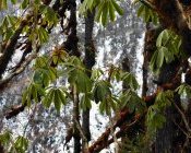 Schefflera impressa in natural habitat, SE Himalaya
